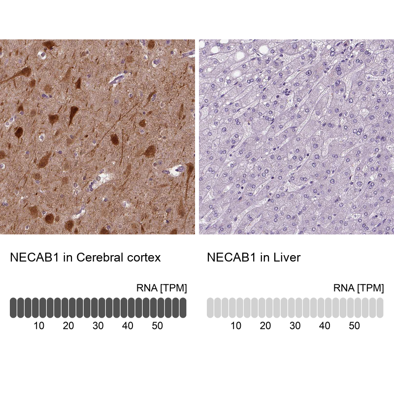 Atlas Antibodies Anti-NECAB1 Antibody