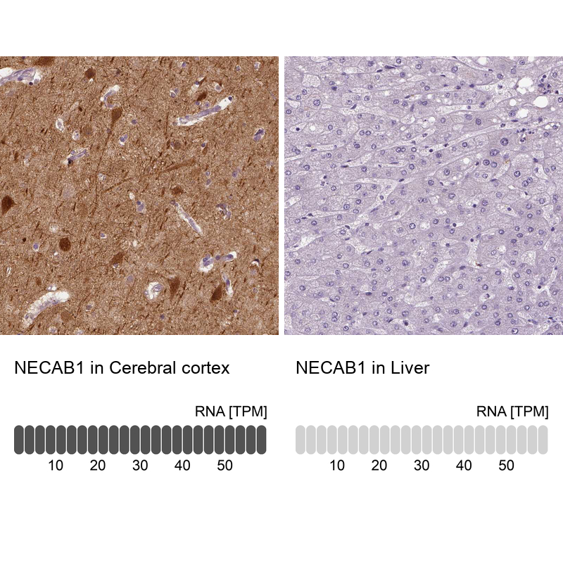 Atlas Antibodies Anti-NECAB1 Antibody