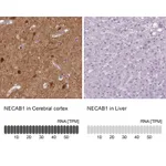 Atlas Antibodies Anti-NECAB1 Antibody