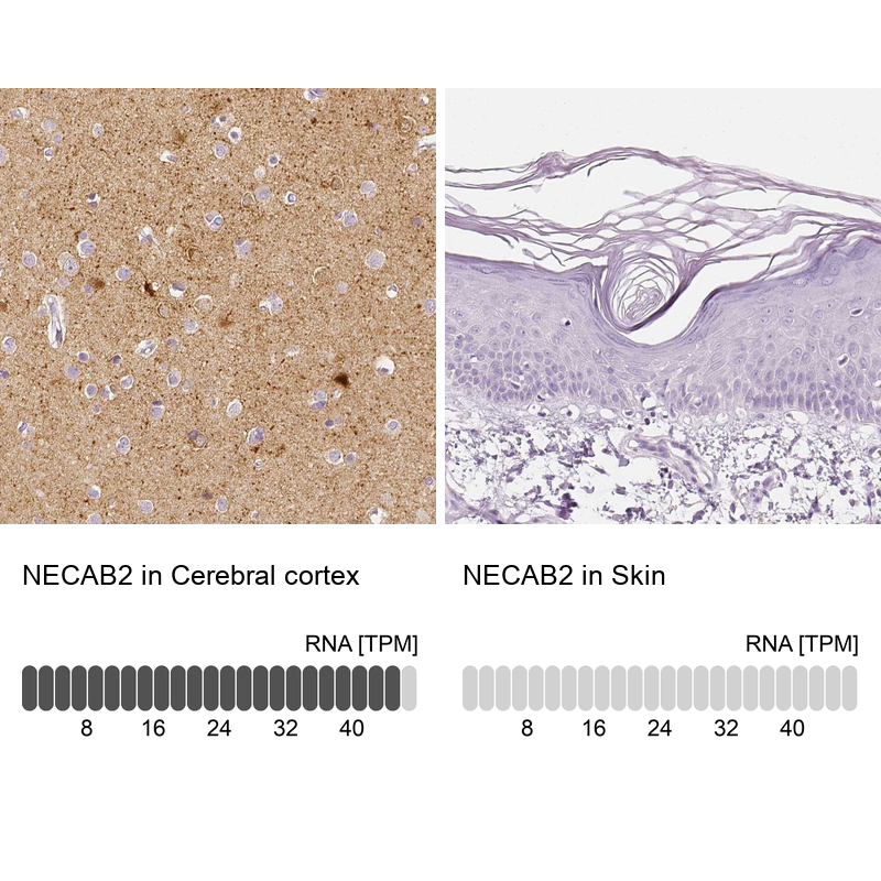 Atlas Antibodies Anti-NECAB2 Antibody
