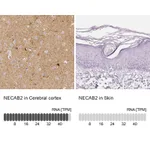 Atlas Antibodies Anti-NECAB2 Antibody