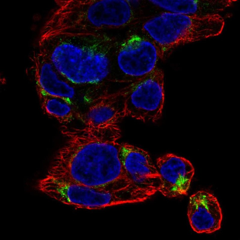 Atlas Antibodies Anti-NECAB3 Antibody