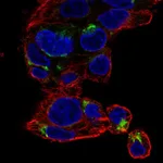 Atlas Antibodies Anti-NECAB3 Antibody