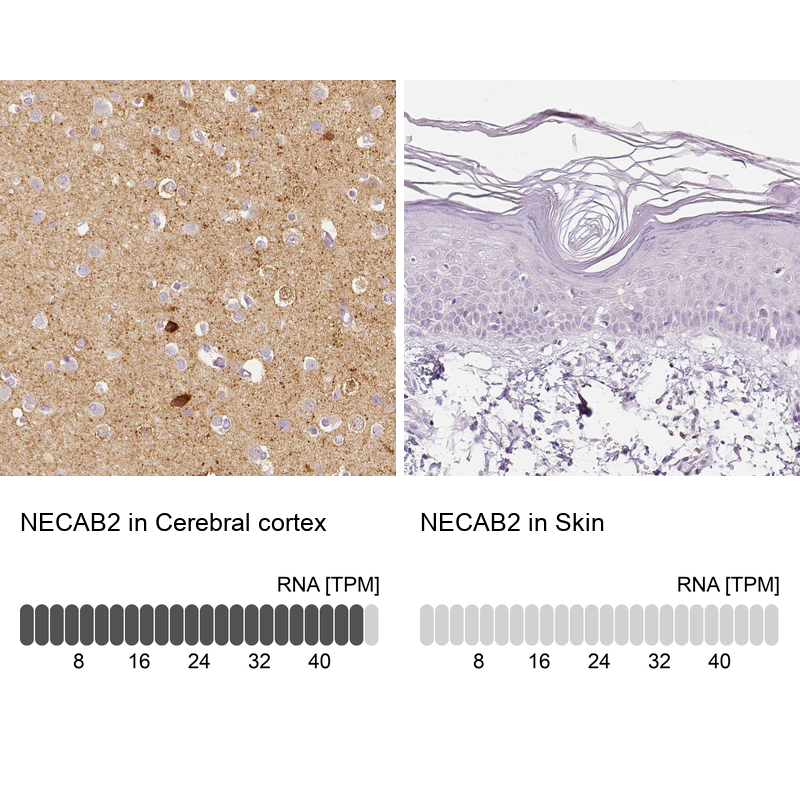 Atlas Antibodies Anti-NECAB2 Antibody
