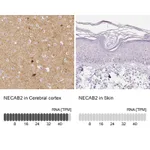 Atlas Antibodies Anti-NECAB2 Antibody