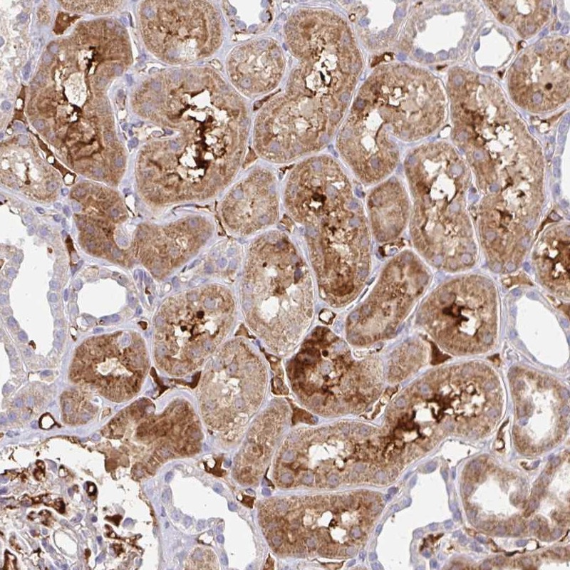 Atlas Antibodies Anti-NECAP1 Antibody