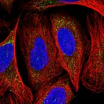 Atlas Antibodies Anti-NECAP1 Antibody