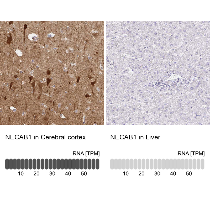 Atlas Antibodies Anti-NECAB1 Antibody