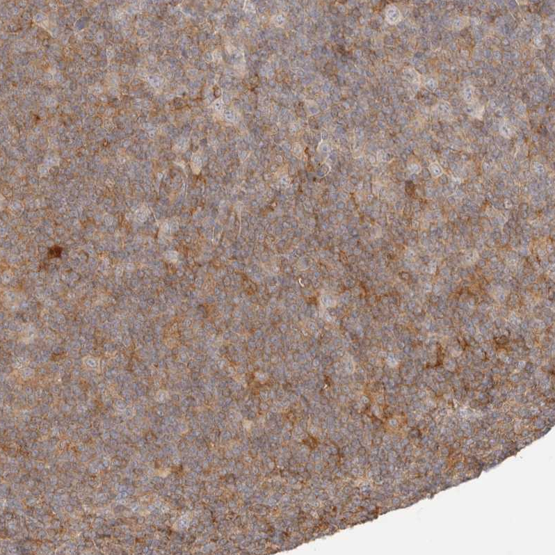 Atlas Antibodies Anti-NECAP2 Antibody