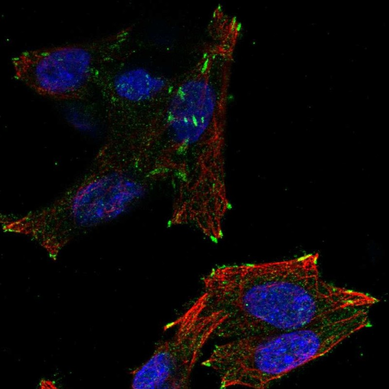 Atlas Antibodies Anti-NEDD4L Antibody
