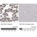 Atlas Antibodies Anti-NECTIN2 Antibody