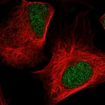 Atlas Antibodies Anti-NEDD8 Antibody