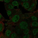 Atlas Antibodies Anti-NEDD8 Antibody
