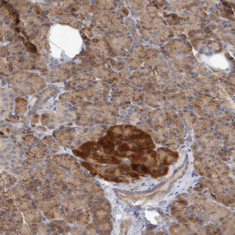Atlas Antibodies Anti-NEDD4L Antibody