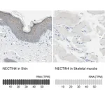 Atlas Antibodies Anti-NECTIN4 Antibody