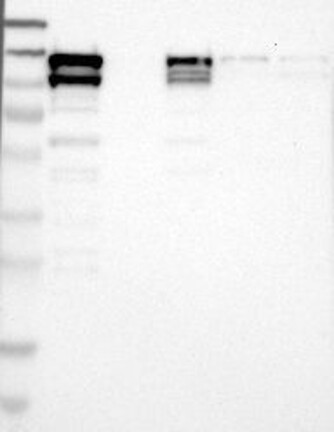 Atlas Antibodies Anti-NEDD9 Antibody