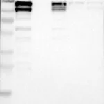 Atlas Antibodies Anti-NEDD9 Antibody