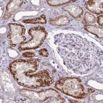 Atlas Antibodies Anti-NEDD9 Antibody