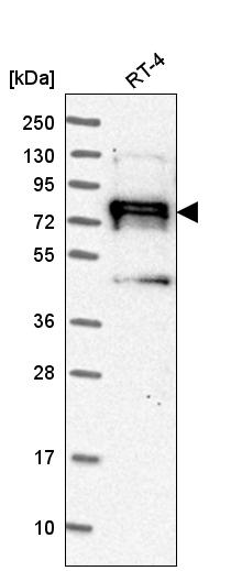 Atlas Antibodies Anti-NEDD9 Antibody