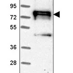 Atlas Antibodies Anti-NEDD9 Antibody