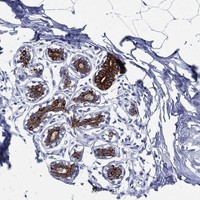 Atlas Antibodies Anti-NEDD9 Antibody