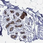 Atlas Antibodies Anti-NEDD9 Antibody