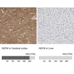 Atlas Antibodies Anti-NEFM Antibody