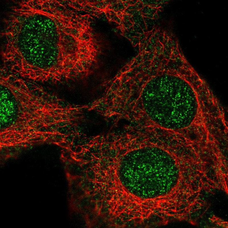Atlas Antibodies Anti-NEIL3 Antibody