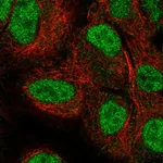 Atlas Antibodies Anti-NEIL2 Antibody