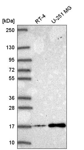 Atlas Antibodies Anti-NEK6 Antibody
