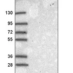 Atlas Antibodies Anti-NEK6 Antibody