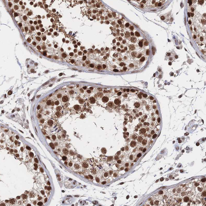 Atlas Antibodies Anti-NELFA Antibody