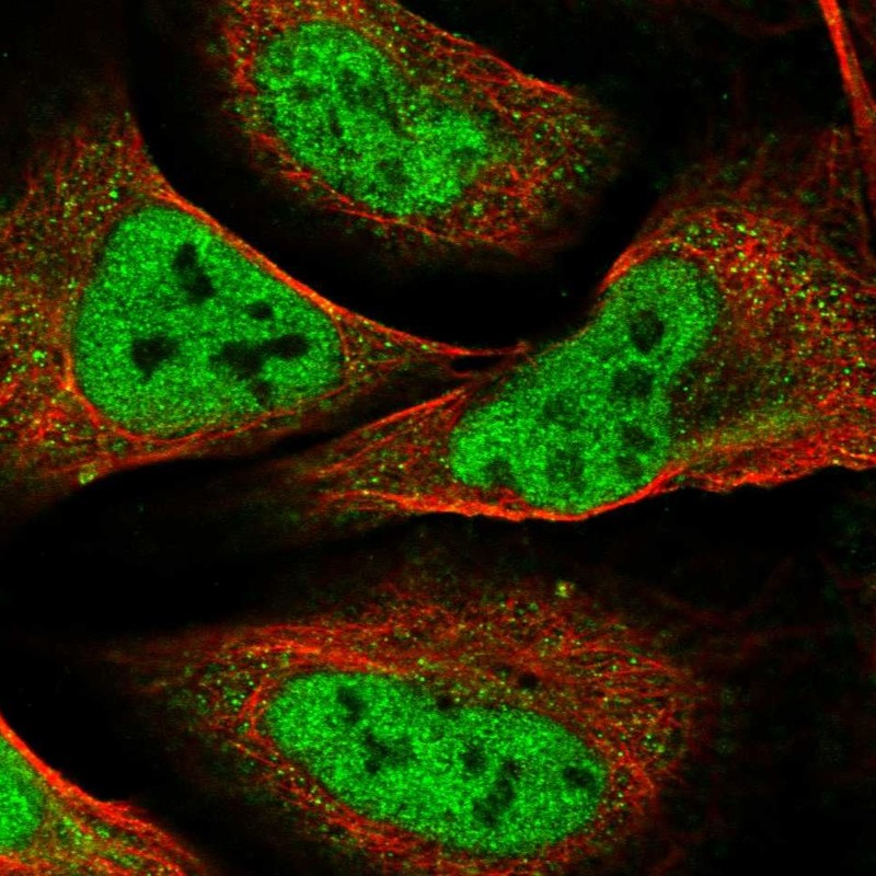 Atlas Antibodies Anti-NELFA Antibody