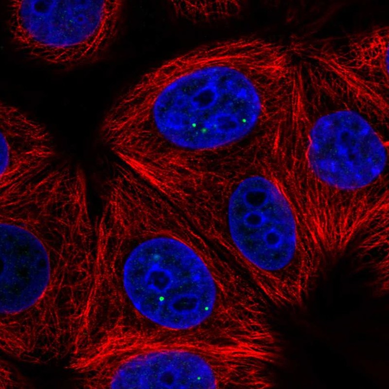 Atlas Antibodies Anti-NELFCD Antibody