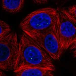 Atlas Antibodies Anti-NELFCD Antibody