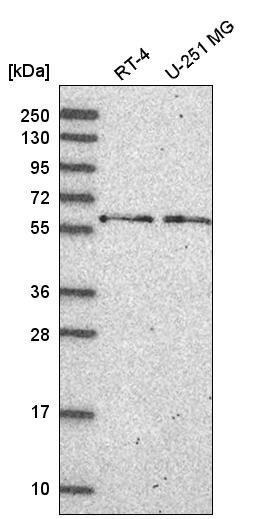 Atlas Antibodies Anti-NELFCD Antibody