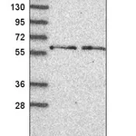 Atlas Antibodies Anti-NELFCD Antibody