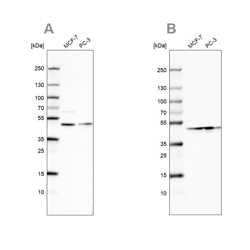 Atlas Antibodies Anti-NELFE Antibody