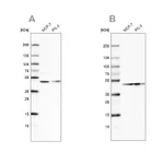 Atlas Antibodies Anti-NELFE Antibody
