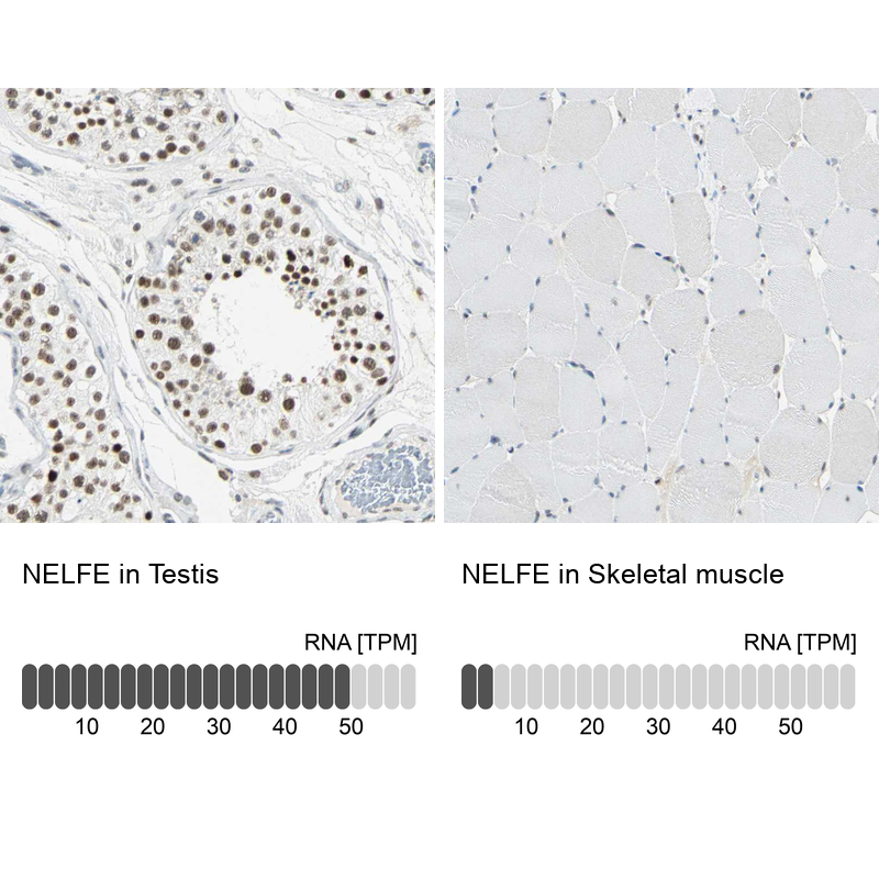 Atlas Antibodies Anti-NELFE Antibody