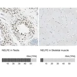 Atlas Antibodies Anti-NELFE Antibody