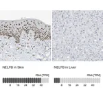 Atlas Antibodies Anti-NELFB Antibody