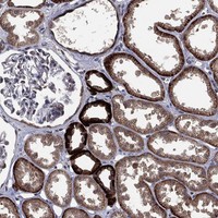 Atlas Antibodies Anti-NELFCD Antibody