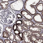 Atlas Antibodies Anti-NELFCD Antibody