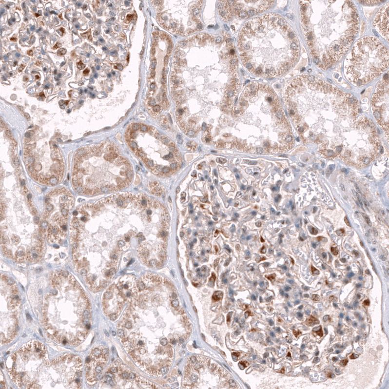 Atlas Antibodies Anti-NELL1 Antibody