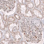 Atlas Antibodies Anti-NELL1 Antibody