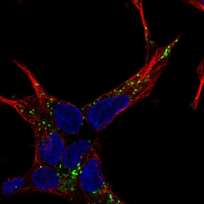 Atlas Antibodies Anti-NELL2 Antibody