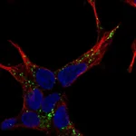 Atlas Antibodies Anti-NELL2 Antibody