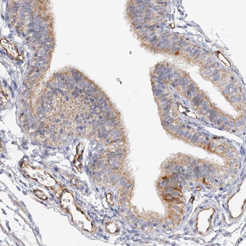 Atlas Antibodies Anti-NELL2 Antibody