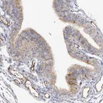 Atlas Antibodies Anti-NELL2 Antibody